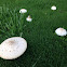 Green Spore mushrooms