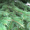Short Leaf Pine
