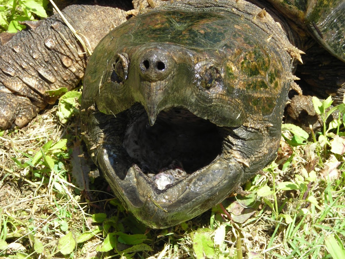 Alligator Snapping Turtle (Linda Blair)