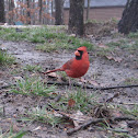 Male Northern cardinal