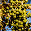 Guadalupe Palm nuts