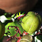 Green jewel bugs