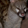 Small-spotted genet
