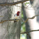 redheaded woodpecker