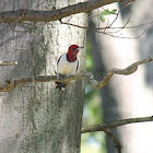 redheaded woodpecker