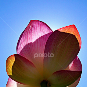 Flower by Carleen Corrie - Flowers Single Flower
