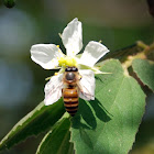 Asian honey bee
