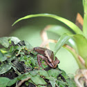 Common Coqui