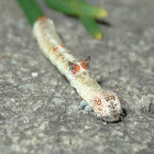 Oenochroma vinaria caterpillar