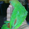 Sri Lanka Hanging parrot