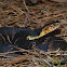 Broad-banded Water Snake