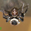 Regal jumping spider