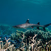 Whitetip Reef Shark;