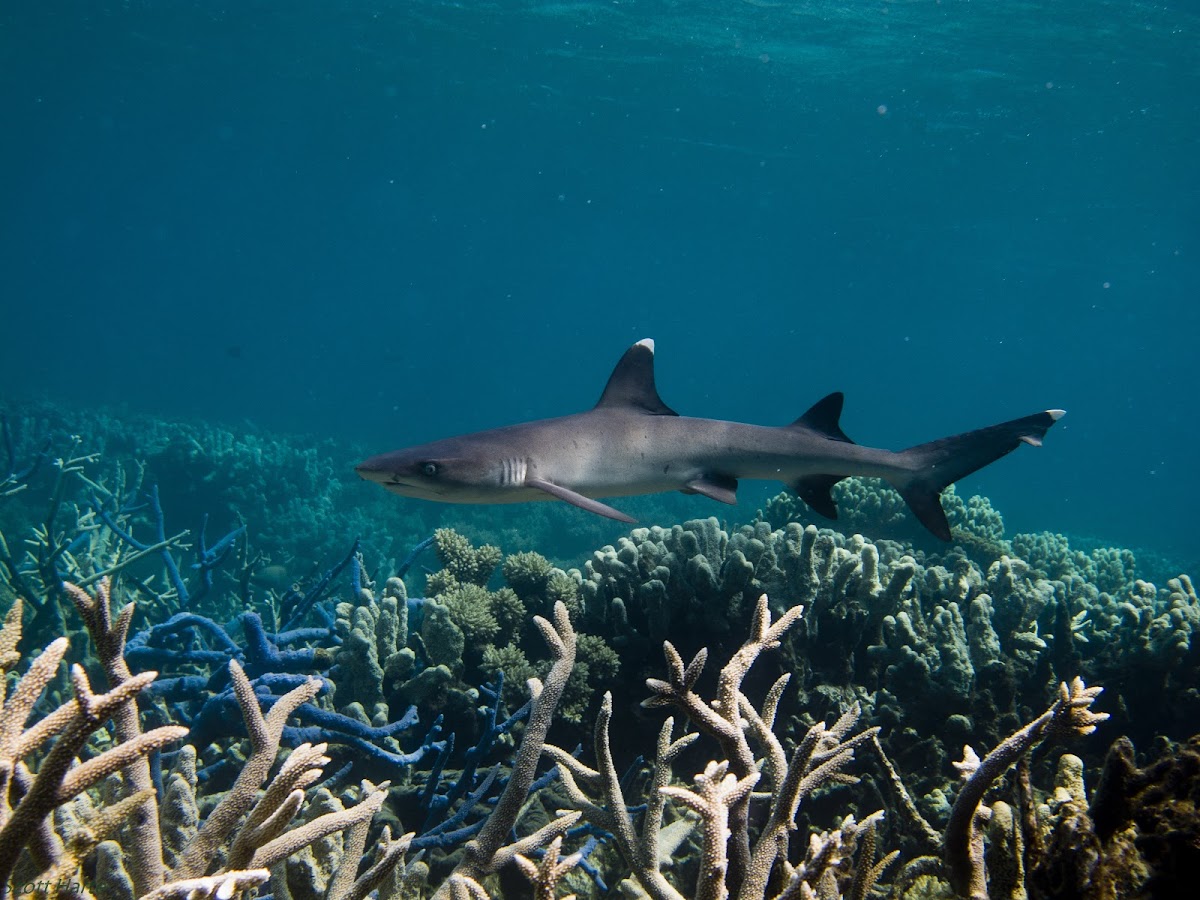 Whitetip Reef Shark;