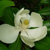 Magnolia. Southern Magnolia