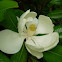 Magnolia. Southern Magnolia