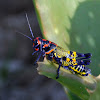 Rainbow Grasshopper