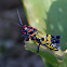 Rainbow Grasshopper