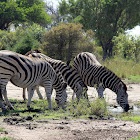 Burchell's Zebra