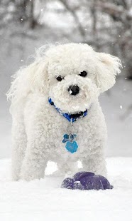 How to mod Bichon Frise Jigsaw Puzzle patch 1.0 apk for pc