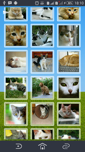 Cats Collection