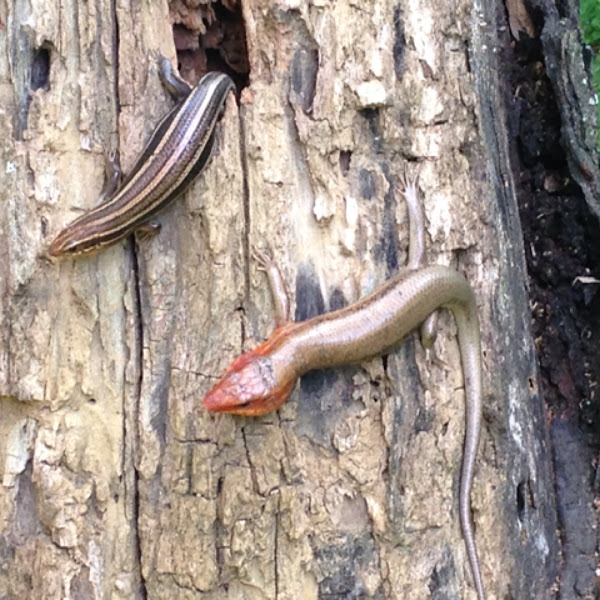 American Five-lined Skink | Project Noah