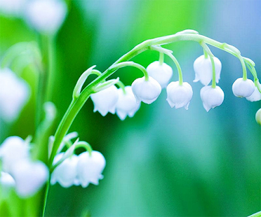 How to download Orchid Live Wallpaper 1.3 unlimited apk for laptop