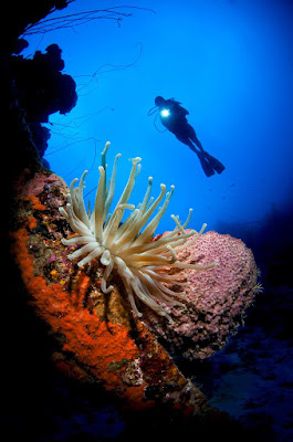 Curacao's coral reefs are a diver's wonderland: Its 65 diving sites are among the most popular in the Caribbean