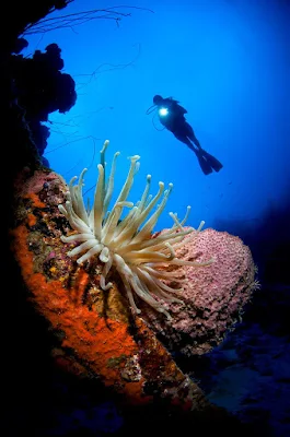 Curacao's coral reefs are a diver's wonderland: Its 65 diving sites are among the most popular in the Caribbean