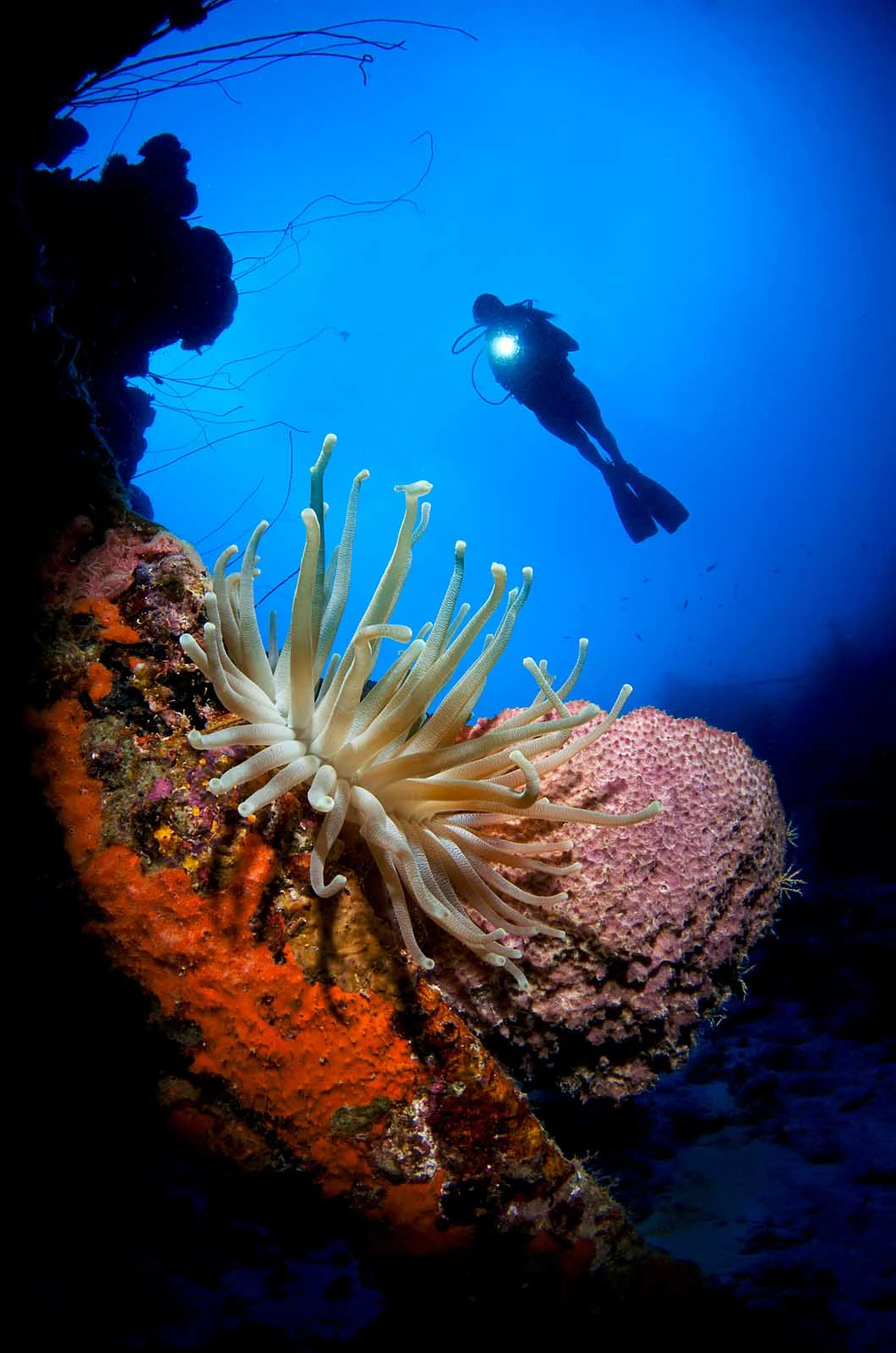 Curacao-diving - Curacao's coral reefs are a diver's wonderland: Its 65 diving sites are among the most popular in the Caribbean
