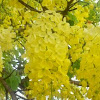 Golden Shower Tree