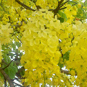 Golden Shower Tree