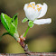 Almond Blossoms; Almendro en flor