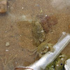 Common littoral crab