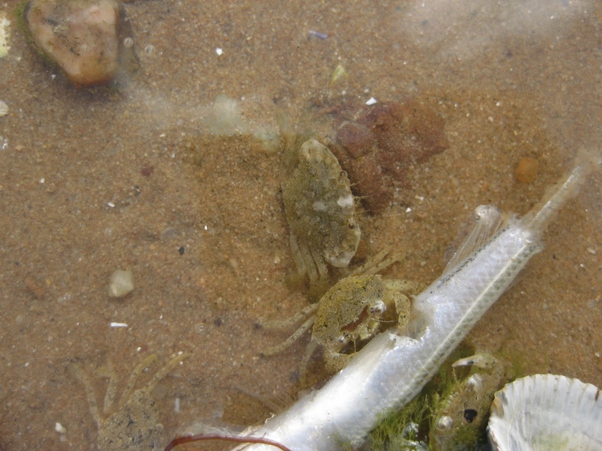 Common littoral crab