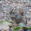 White-throated Sparrow