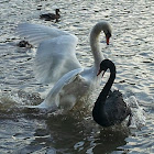 Mute Swan (black swan / white swan)