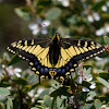 Anise Swallowtail