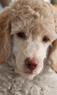 How to install Poodles Wallpapers 1.0 mod apk for android