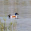 Shoveler; Pato Cuchara