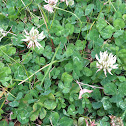 White clover