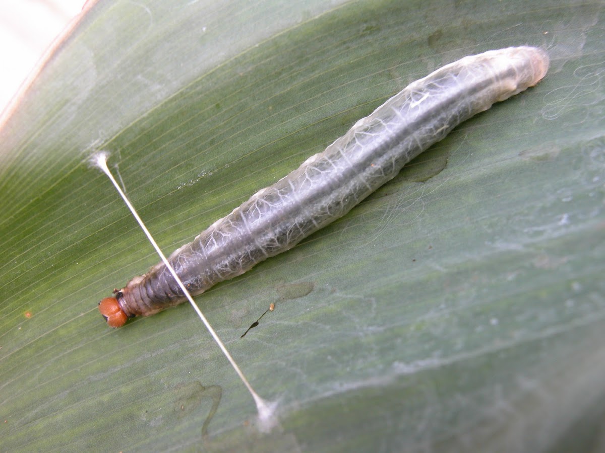 Canna Skipper larvae