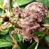 Flat-faced Longhorn Beetle