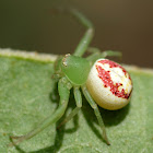 Leek Green Flower Spider