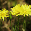 Two-flowered Cynthia