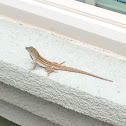 Brown anole