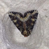 Yellow-headed Cutworm Moth