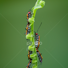 Triple Mating by Franciscus Satriya Wicaksana - Animals Insects & Spiders