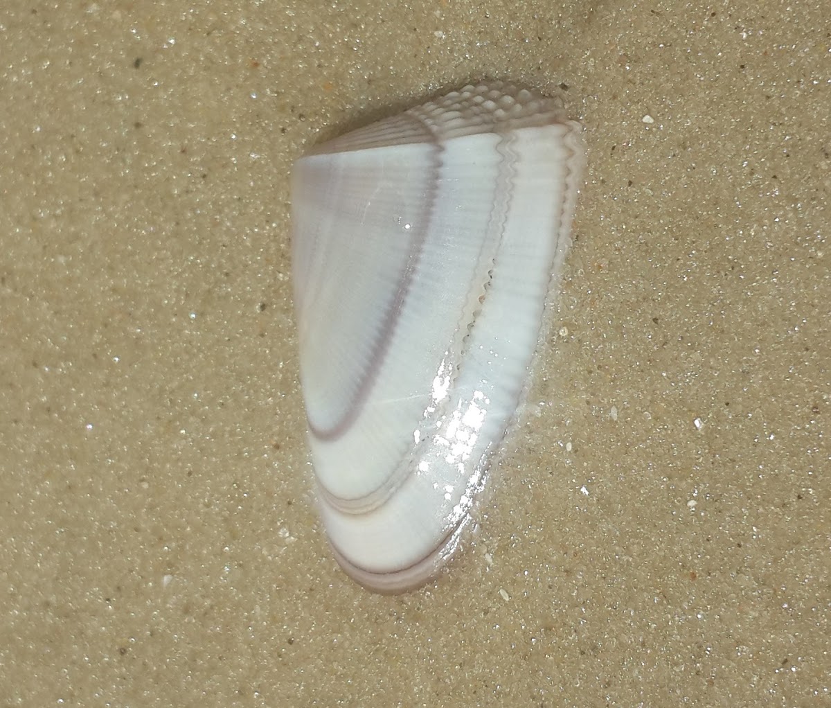 Wedge clam shell