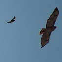 Red-tailed Hawk chased by American Kestrel